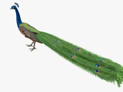  Pavo Cristatus "Indian Peacock" 