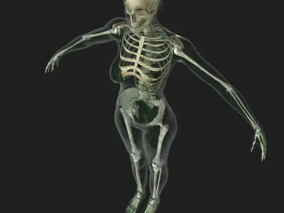 Female Lymphatic System Anatomy With Skeleton 3D model