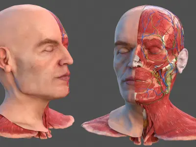  Anatomical Male Head Model with Neck 