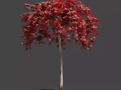 Japanese Maple Dissectum on stamm - Acer Japonicum Dissectum 3D model