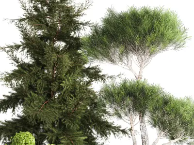 Spruce and pine topiary with hydrangea bushes for the garden  3D model