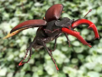  Flying Insects Rigged Collection 5 for Cinema 4D 