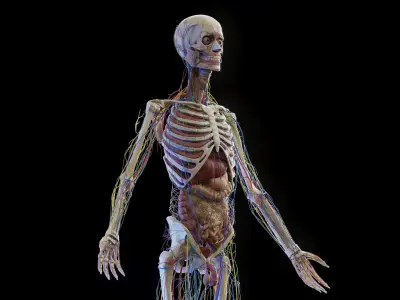  Complete Human Male Anatomy Set 