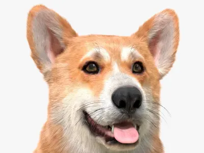  Pembroke Welsh Corgi Dog Fur for Maya Rigged 