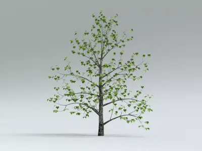 laos Montpellier Maple 3D model
