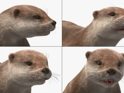  Aquatic Otter Walking Fur Animated Rigged 