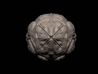 Alien- Xenomorph - Avpegg - Egg - 1 to 6 3D print model