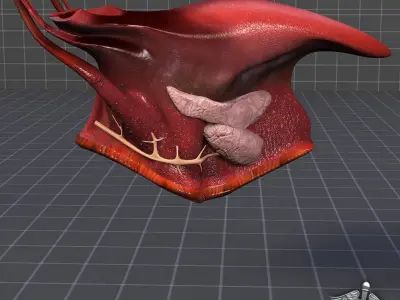 Human Tongue Anatomy 3D model