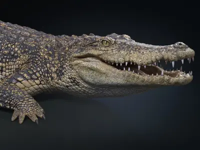  Siamese Crocodile Rigged 