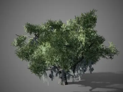 Live Oak Tree LODs Low-poly 3D model