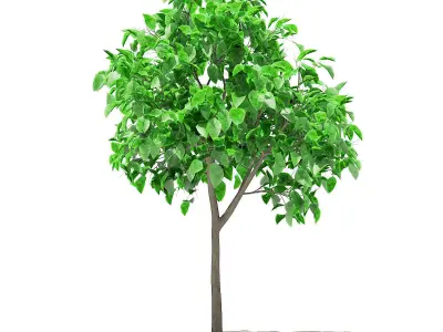 Grapefruit Tree 3D model