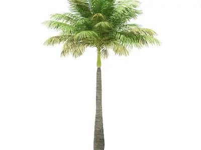 Bottle Palm Tree 3D Model 5m 3D model