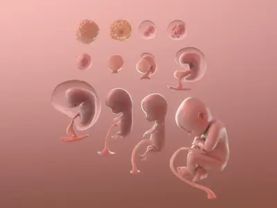  Human Egg to Fetus Animated 
