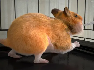  Golden Hamster Rigged 