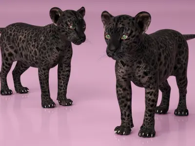  Black Leopard Cub Clawing Motion Animated Rigged 