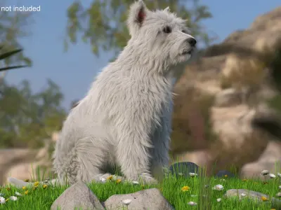  West Highland White Terrier Fur Rigged for Maya 