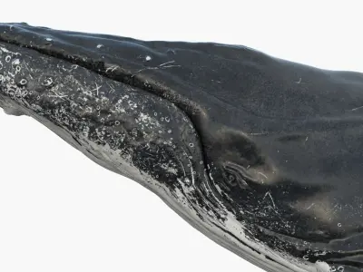  Humpback WhaleRiggedAnimated 