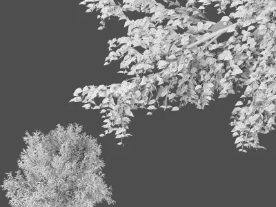 American beech tree 3D model