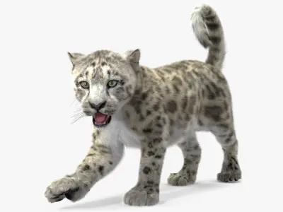  Snow Leopard Cub Fur for Maya Rigged 
