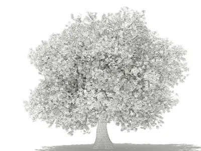Olive Tree 3D model