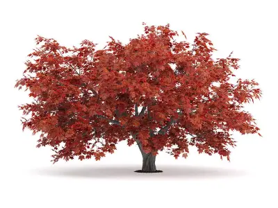 Japanese Maple Acer Palmatum 2 3D model