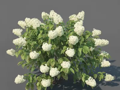 Hydrangea Paniculata Nr3 - Limelight XL - 3 variations 3D model