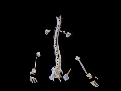  Male Ligaments Skeletal and Muscular System 