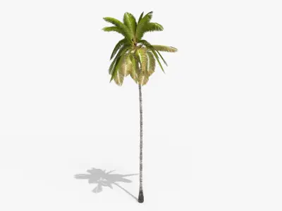 Coconut Palm Tree 3698 - Health Collection Low-poly 3D model