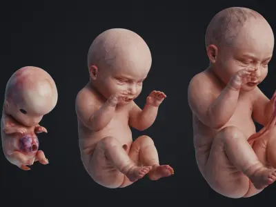  Human Embryo Fetus Animated 