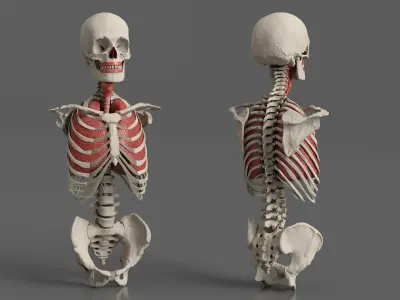  Skeleton Thorax Anatomy 