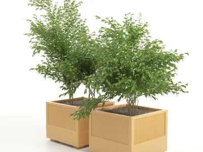 Icaria plant in wooden box 3D model