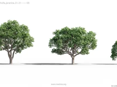 Maxtree Plant Models Vol 40 - Mesh 3D model