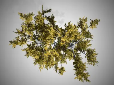 European Linden Fall Tree Low-poly 3D model