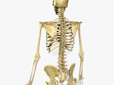 Full Body Skeleton Rigged 3D model