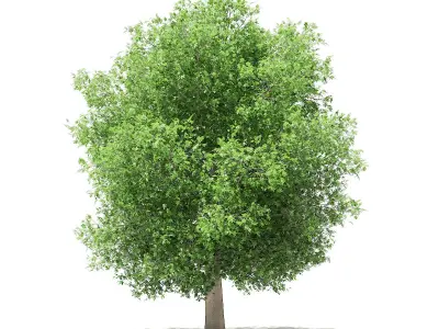 Common Fig Tree 3D model