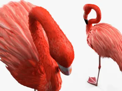  Pink Flamingo Bird in One Leg Pose 