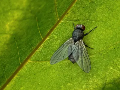  HouseFly Rigged Animated 8K PBR Textures 