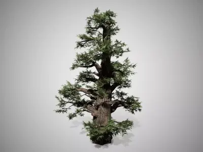 Western Juniper Tree Low-poly 3D model