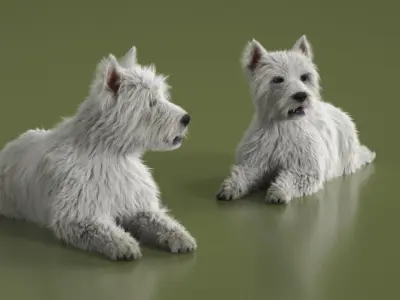  West Highland White Terrier Fur Rigged for Maya 