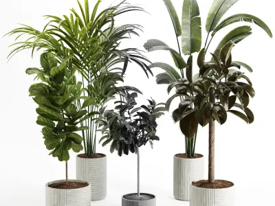 Indoor Plant – Set003