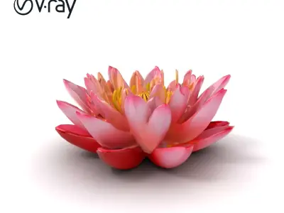 Light Pink Water Lily Detailed Natural Curvature model pack Low-poly 3D model
