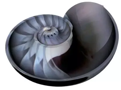 Spiral Nautilus Shell 3D model