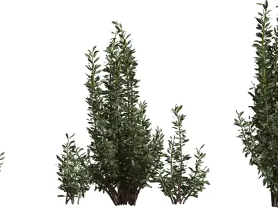 Photoreal Evergreen Shrub Pack Low-poly 3D model