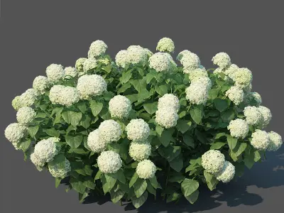 Hydrangea arborescens Nr1 - Annabelle V2  3D model