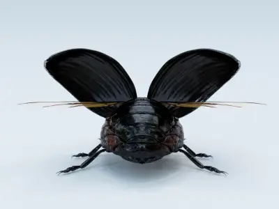  Black Beetle Rigged 