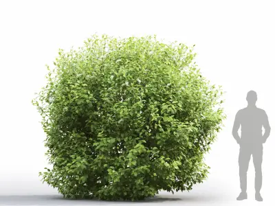 Prunus Padus 7 3D model