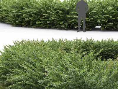 Cotoneaster hedge 5 3D model