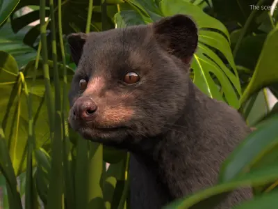  Asian Palm Civet Musang Dark Coat Fur Rigged 