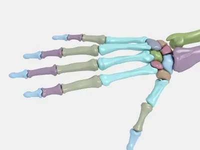 Plastic skeleton 3D model