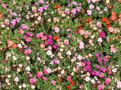 Photorealistic Colorful Flower Carpet Seamless PBR Texture  Texture